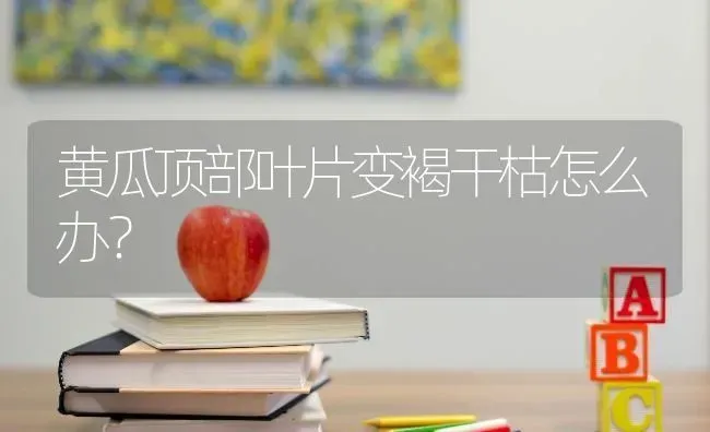 黄瓜顶部叶片变褐干枯怎么办？ | 蔬菜种植