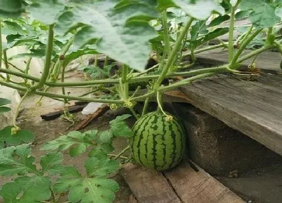 种植百科|南方西瓜什么时候种植最好