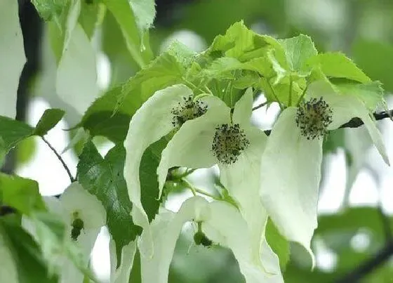 植物百科|珙桐属于什么植物类型