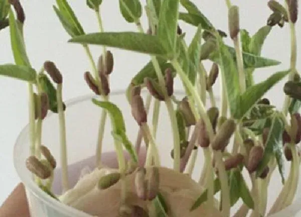 植物发芽|绿豆怎么发芽快