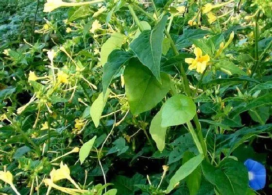 植物百科|夜来香有种子吗