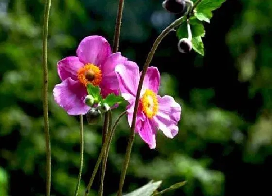 花语|不同颜色银莲花花语