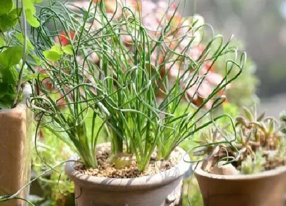 种植土壤|弹簧草配土方法与种植土壤