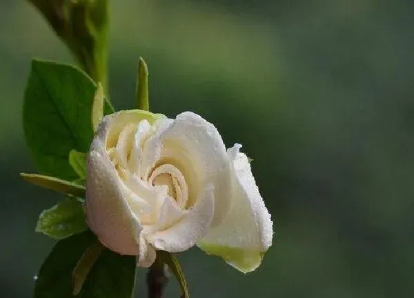 植物浇水|栀子花浇水加白醋还是食用醋 栀子花可以水里加醋浇吗