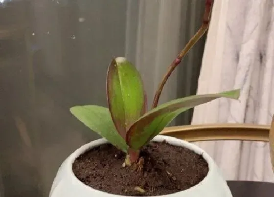 植物排行|开花的植物有哪些