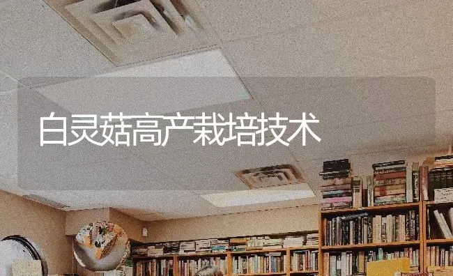 白灵菇高产栽培技术 | 食用菌种植
