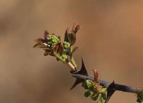 种植方法|花椒林套种什么好