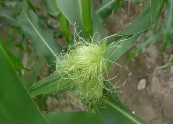 植物百科|玉米会开花吗 开的花是什么样子的