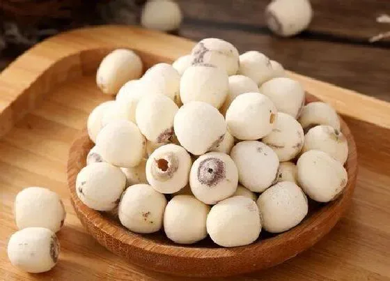 种子|莲子可以做种子吗