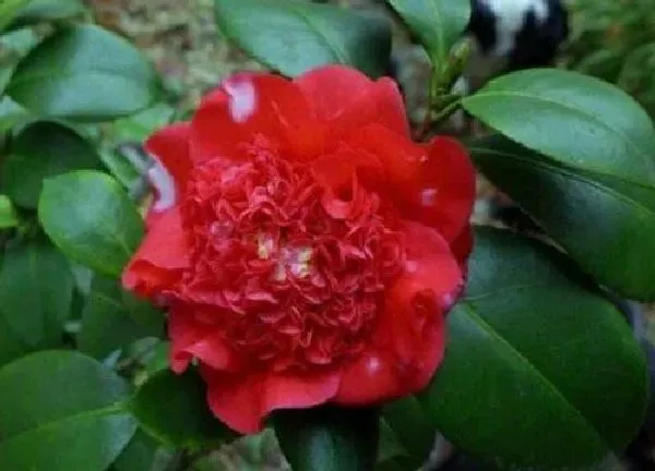 养殖方法|红山茶花的养殖方法和注意事项有哪些