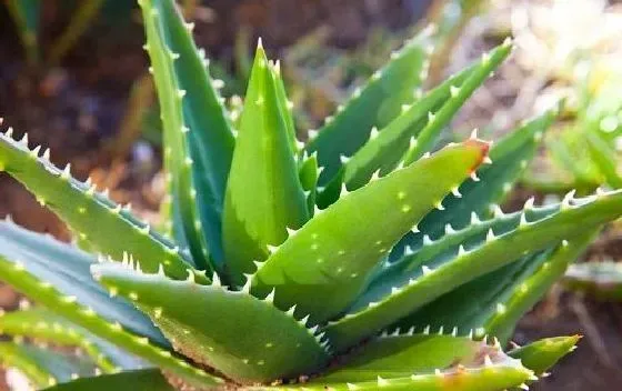 吸甲醛|芦荟吸甲醛吗 除甲醛作用与效果