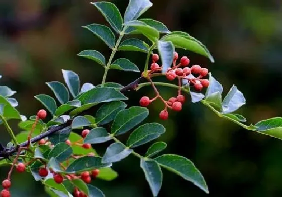 种植管理|花椒籽能种吗 是否能长花椒树