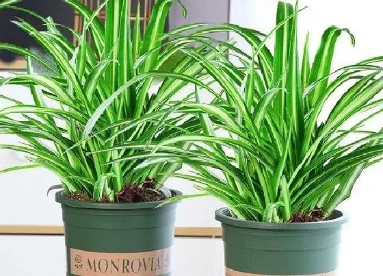 冬天植物|金边吊兰冬天会冻死吗