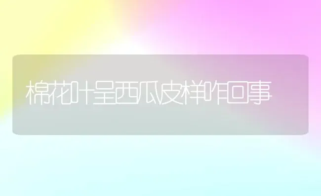 棉花叶呈西瓜皮样咋回事 | 瓜果种植