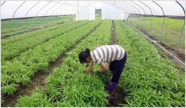 大棚空心菜种植时间怎么把握 | 农业科普