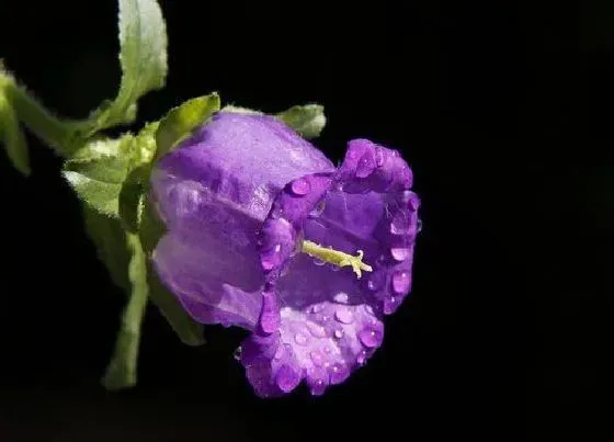 颜色花|风铃花是什么颜色的