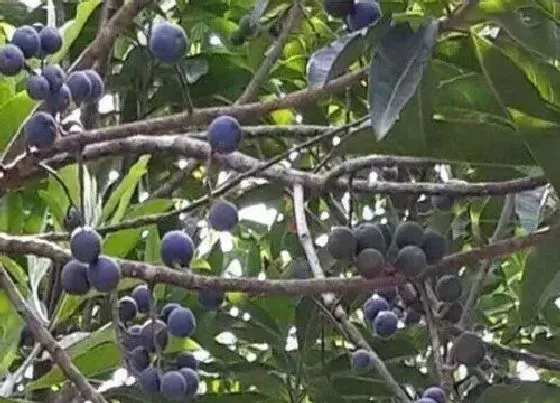 种植管理|金刚菩提几年结果实