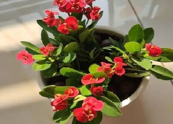 冬天植物|虎刺梅几度入室