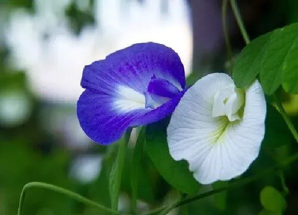 植物浇水|蝴蝶花几天浇一次水