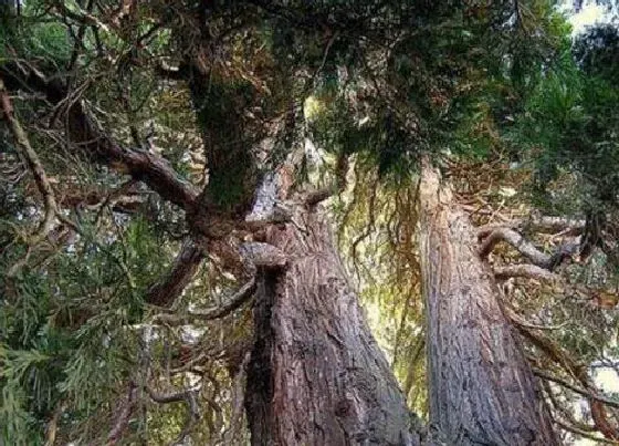 植物百科|沉香木生长在什么地方