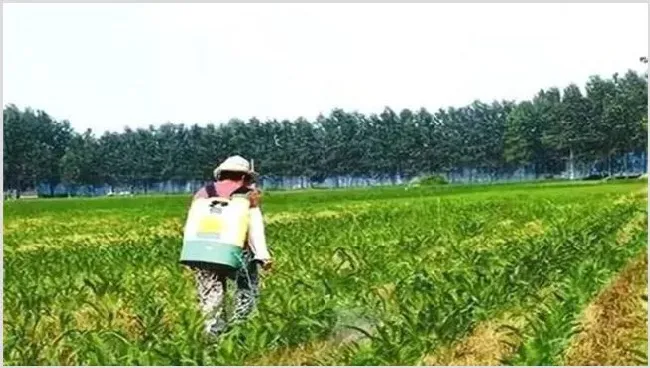 玉米除草时注意事项 | 自然知识