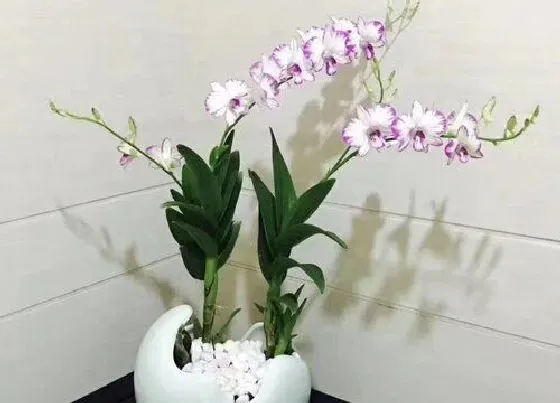 植物种类|什么品种的兰花最名贵 最珍贵的兰花品种排名