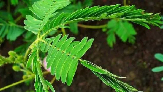 摆放常识|含羞草适合放在哪里 摆放在什么位置养好
