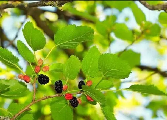 种植位置|桑树可以种在家门口吗