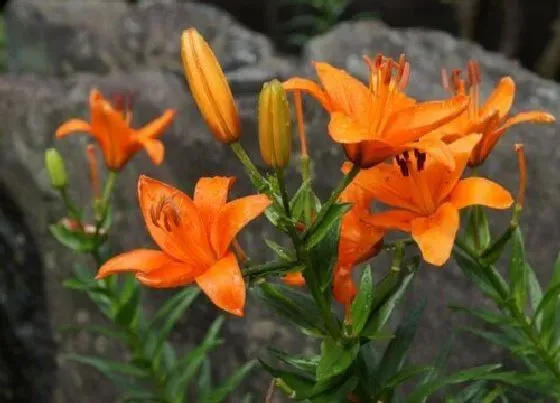 习性特点|百合花幼苗长什么样子