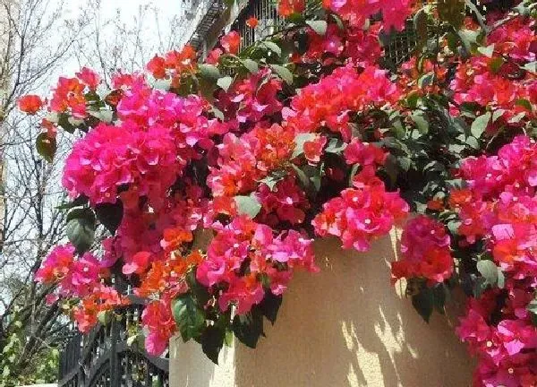 植物浇水|三角梅开花时能浇水吗