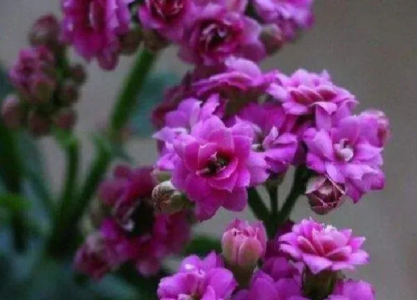 植物扦插|长寿花可以扦插吗