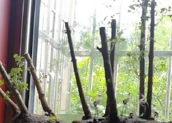 种植土壤|对节白蜡配土方法与种植土壤