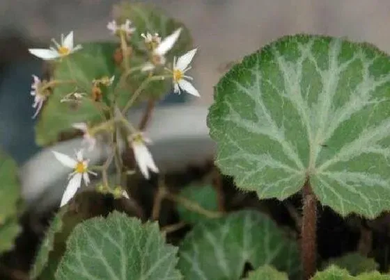 植物百科|虎耳草开花吗 开花什么样子