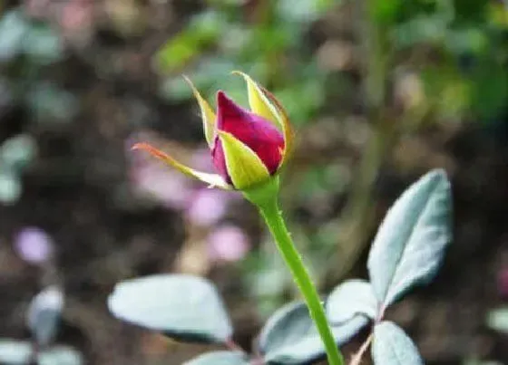 花朵|月季花骨朵的样子 开花时间