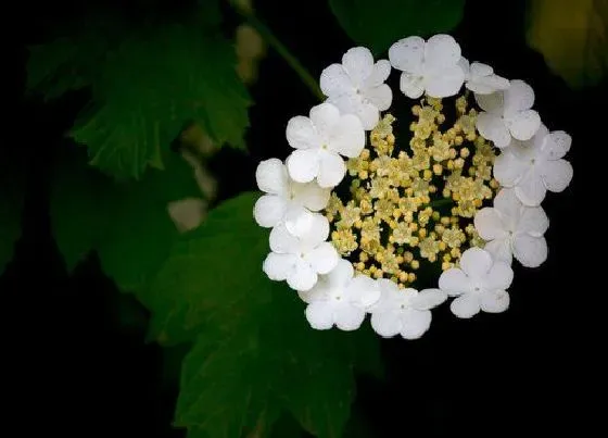 颜色花|琼花是什么颜色的