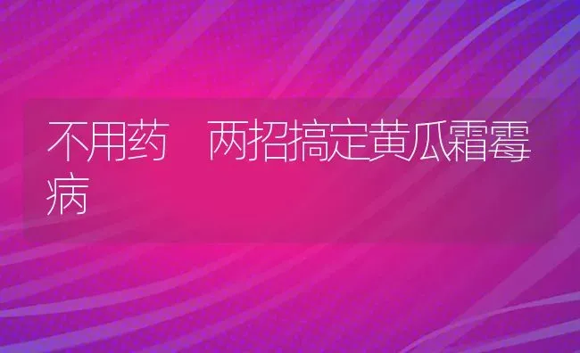 不用药 两招搞定黄瓜霜霉病 | 蔬菜种植