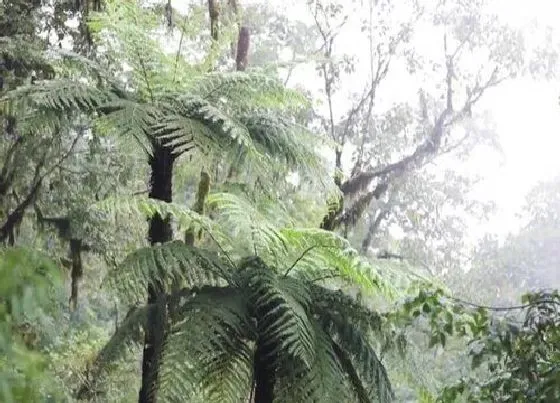 植物百科|桫椤是什么植物类别 属于二级保护的木本蕨类植物