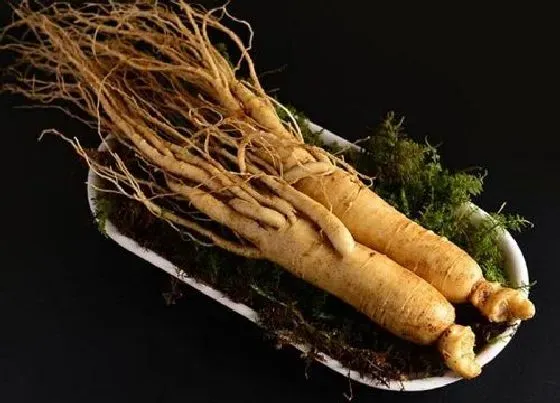 种植管理|人参几月份种合适