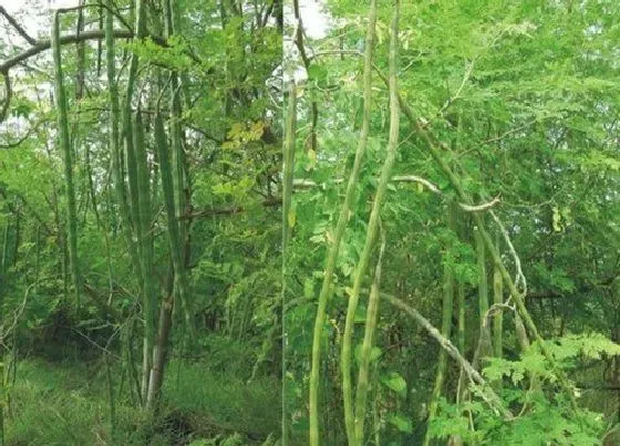 生长环境|辣木的生长环境及生长地方条件