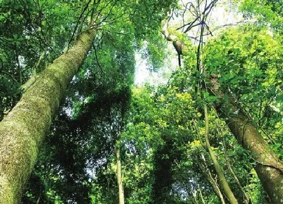 生长环境|金丝楠木的生长环境 生长在哪些地方