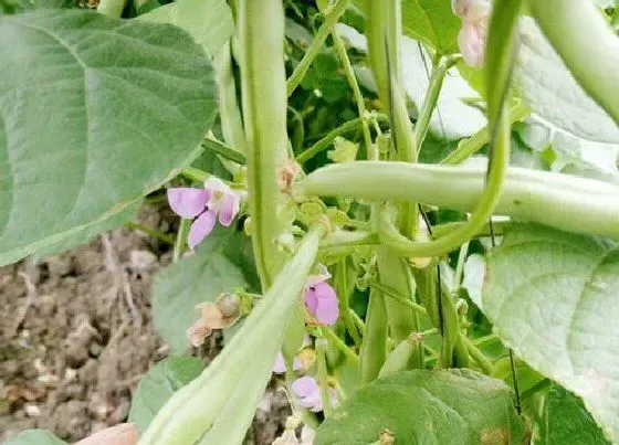 植物排行|豆类植物有哪些