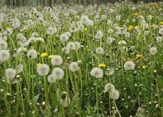 生长环境|蒲公英的生长环境及生长地方条件