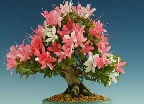 植物种类|最容易养活的杜鹃品种 什么品种杜鹃花适合家庭养