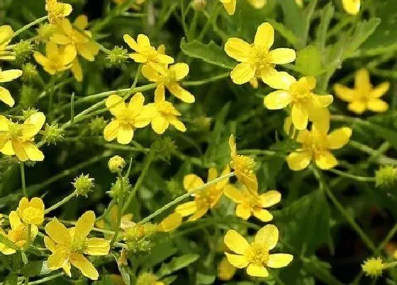 植物百科|猫爪草又叫什么名字