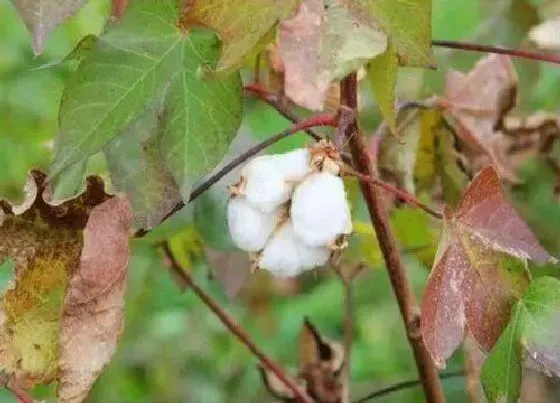 种植管理|北方棉花几月份种植合适