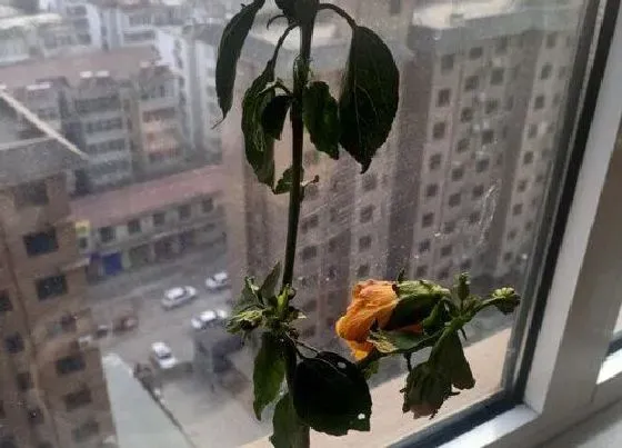 种植长叶|扶桑花不长叶子怎么办