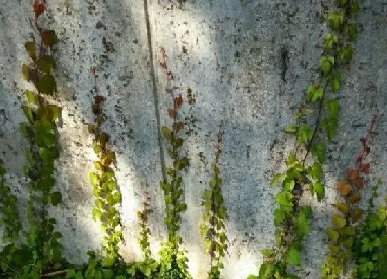 阳台摆放|阳台种植爬山虎的时间和方法