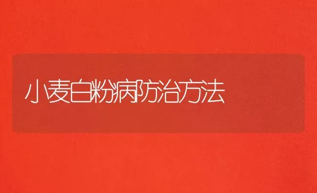 小麦白粉病防治方法 | 粮油作物种植