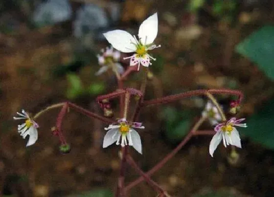 植物百科|虎耳草开花吗 开花什么样子