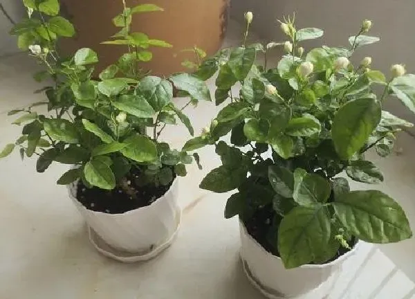 植物移栽|茉莉什么时候换盆好